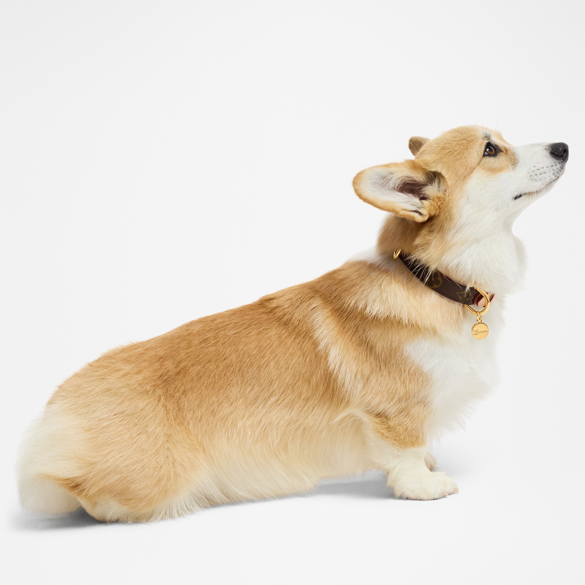 Collare PM  Bauli, Viaggio e Casa Accessori per Animali } | LOUIS VUITTON (Zoom prodotto)