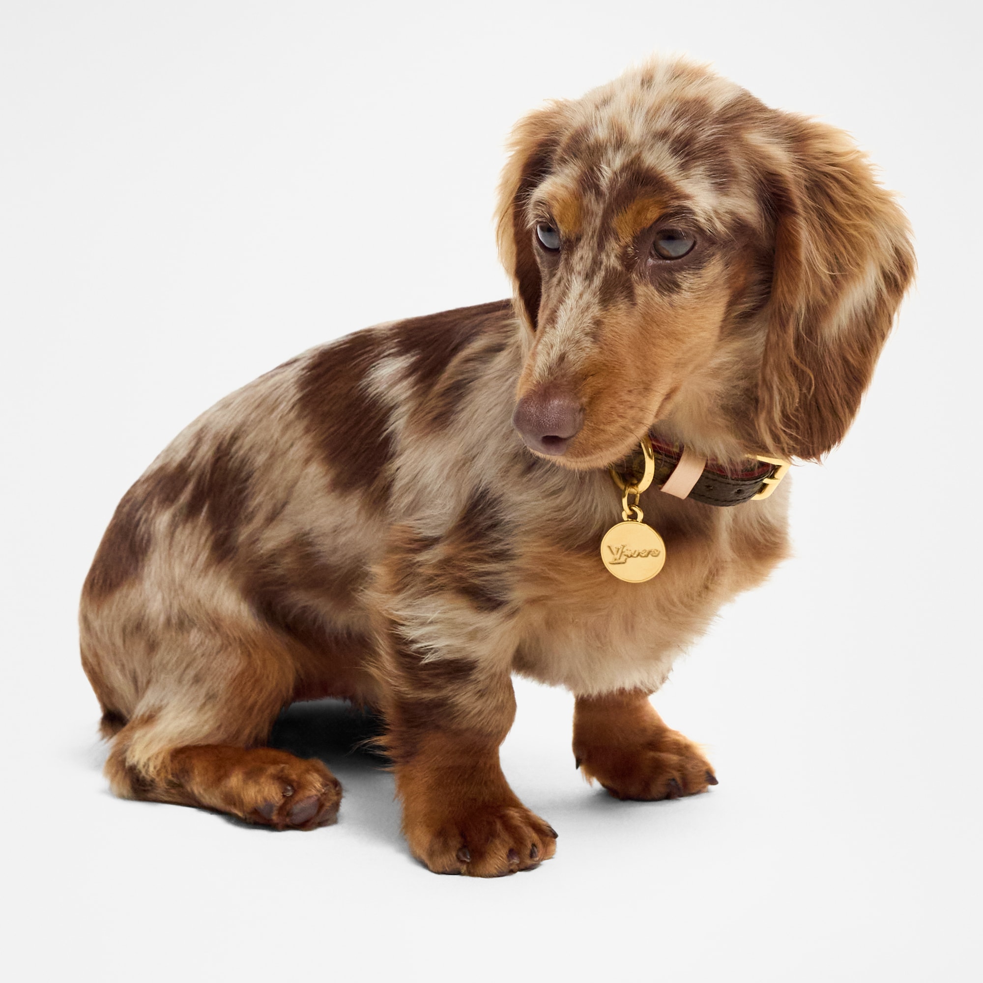 Collare XS  Bauli, Viaggio e Casa Accessori per Animali } | LOUIS VUITTON (Zoom prodotto)