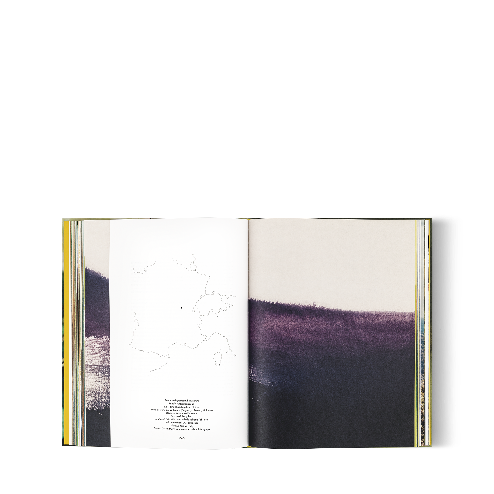 Louis Vuitton: A Perfume Atlas, Versione inglese  Bauli, Viaggio e Casa Libri Libri dalla copertina rigida | LOUIS VUITTON (Zoom prodotto)